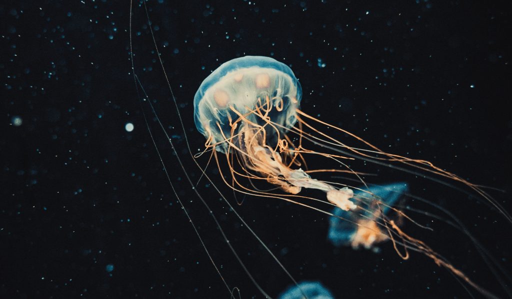 Φονική μέδουσα εμφανίστηκε στις ακτές της νότιας Ισπανίας – Κλείνουν παραλίες