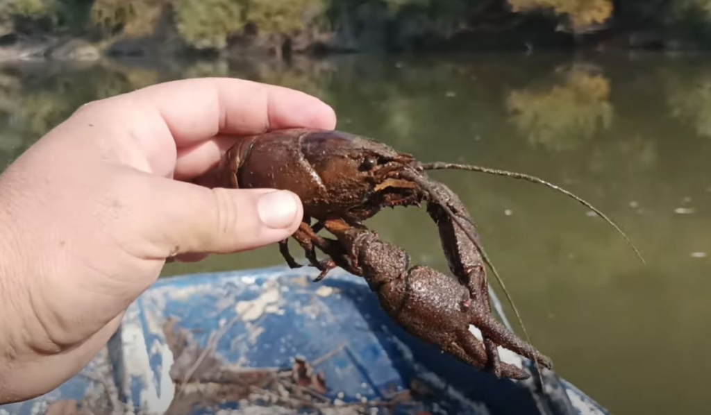 Ο ποταμός Πηνειός γέμισε με μικρές καραβίδες και καβούρια (βίντεο)