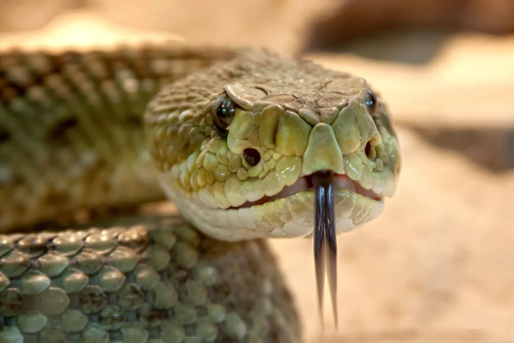 O καύσωνας στην Αυστραλία ξύπνησε νωρίτερα τα δηλητηριώδη φίδια
