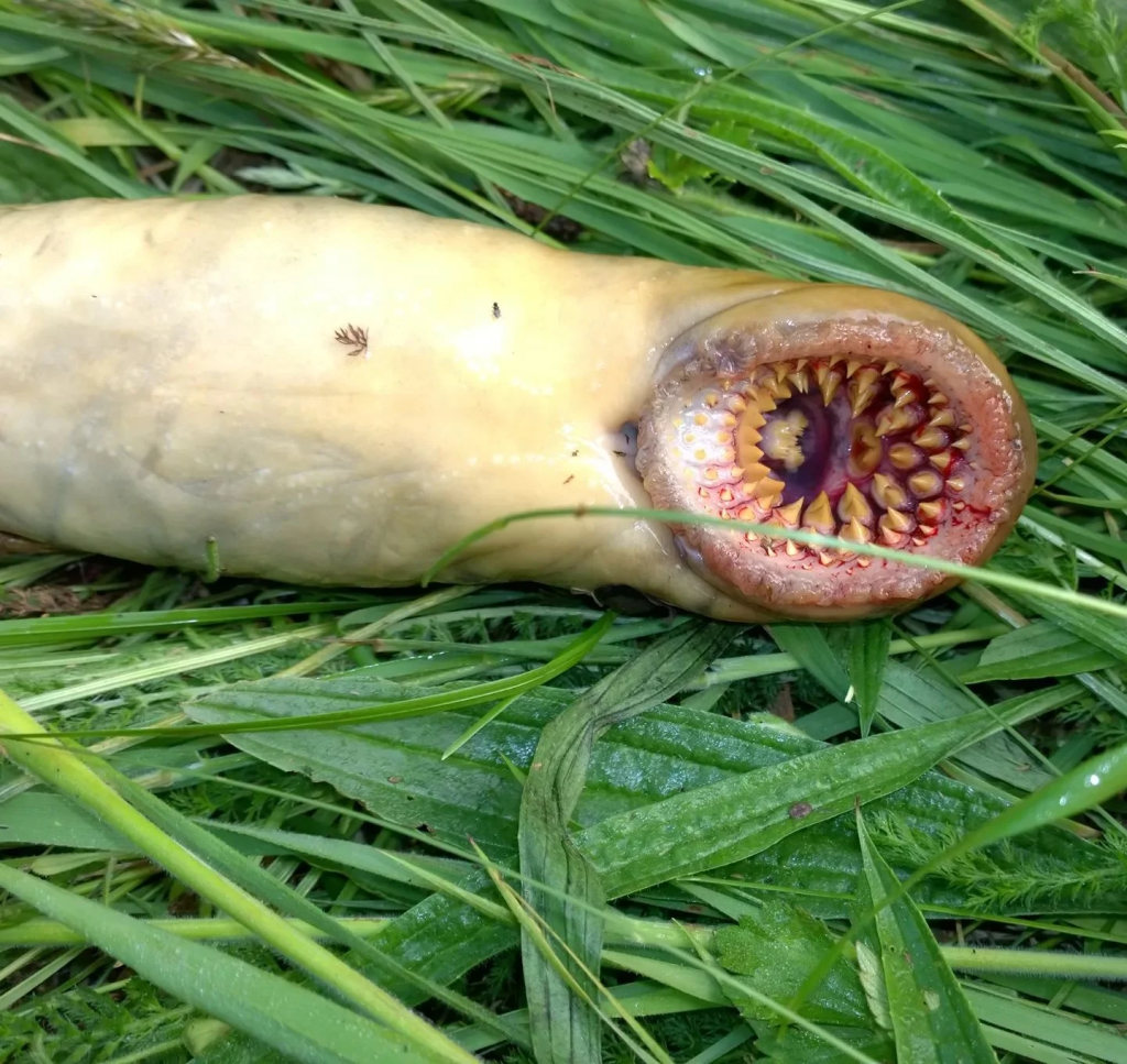 Ουαλία: Εντοπίστηκε ψάρι-«βαμπίρ» σε ποτάμι – «Έχει ένα φοβερά τρομακτικό στόμα και ρουφάει αίμα» (φώτο)