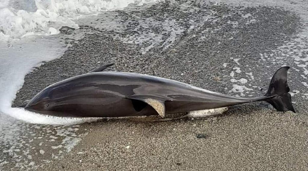 Τήνος: Δελφίνι ξεβράστηκε νεκρό στην παραλία Κολυμπήθρα