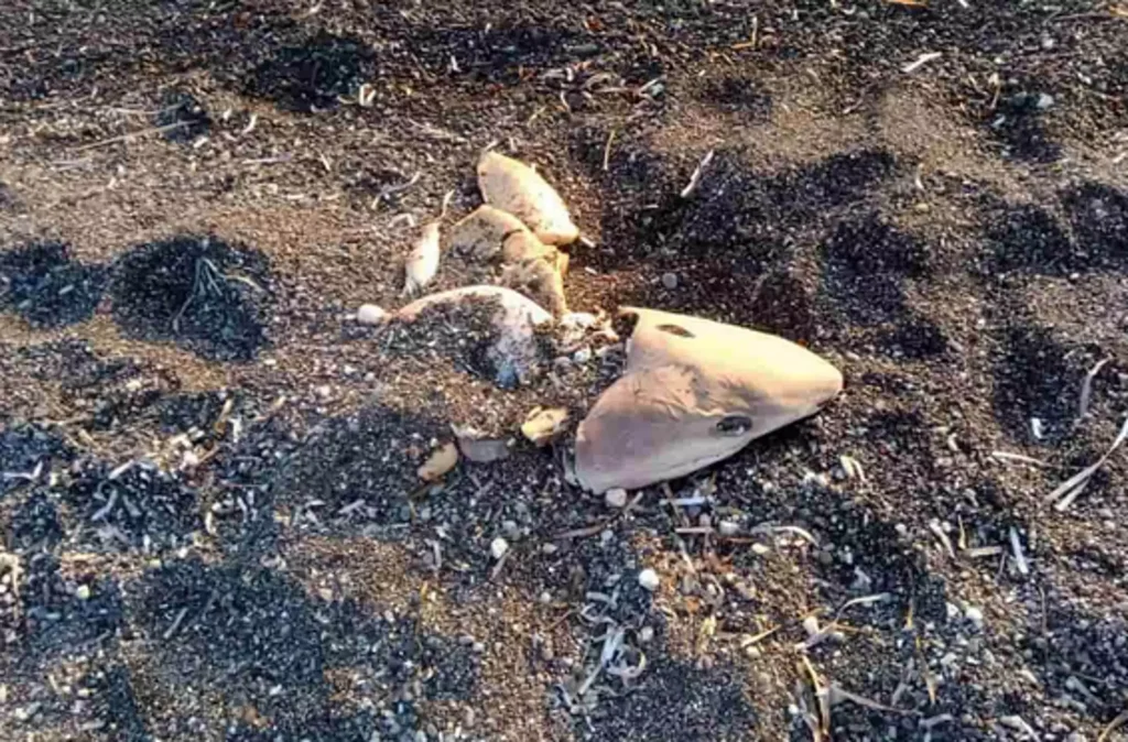 Σαντορίνη: Καρχαρίας ξεβράστηκε σε παραλία – Τον εντόπισε περαστικός από την έντονη δυσοσμία