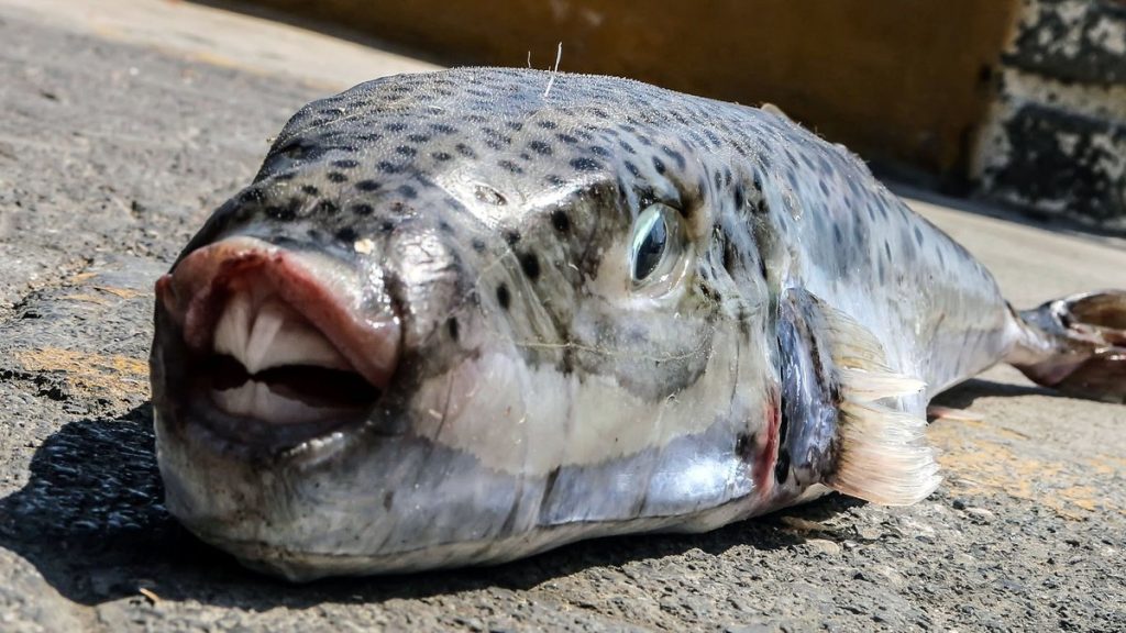 Χανιά: Γυναίκα δέχθηκε επίθεση από λαγοκέφαλο μέσα στη θάλασσα στο Μαράθι