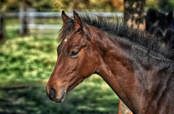 Νέα κτηνωδία στη Χαλκίδα: Βασάνισαν μέχρι θανάτου άλογο με αλυσίδα