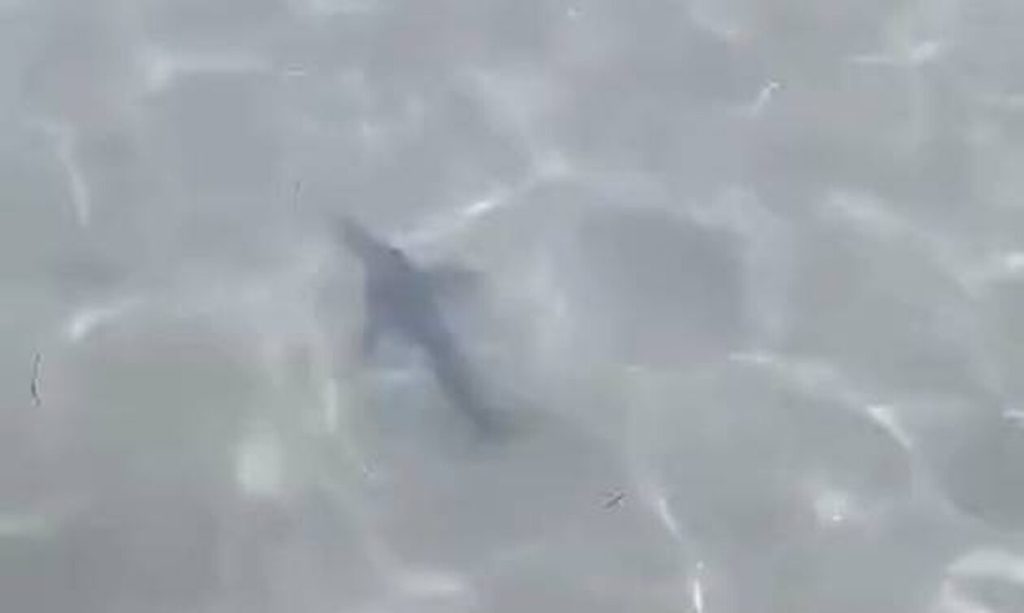 Καρχαρίας «κόβει» βόλτες σε παραλία της Σαλαμίνας – Δείτε βίντεο