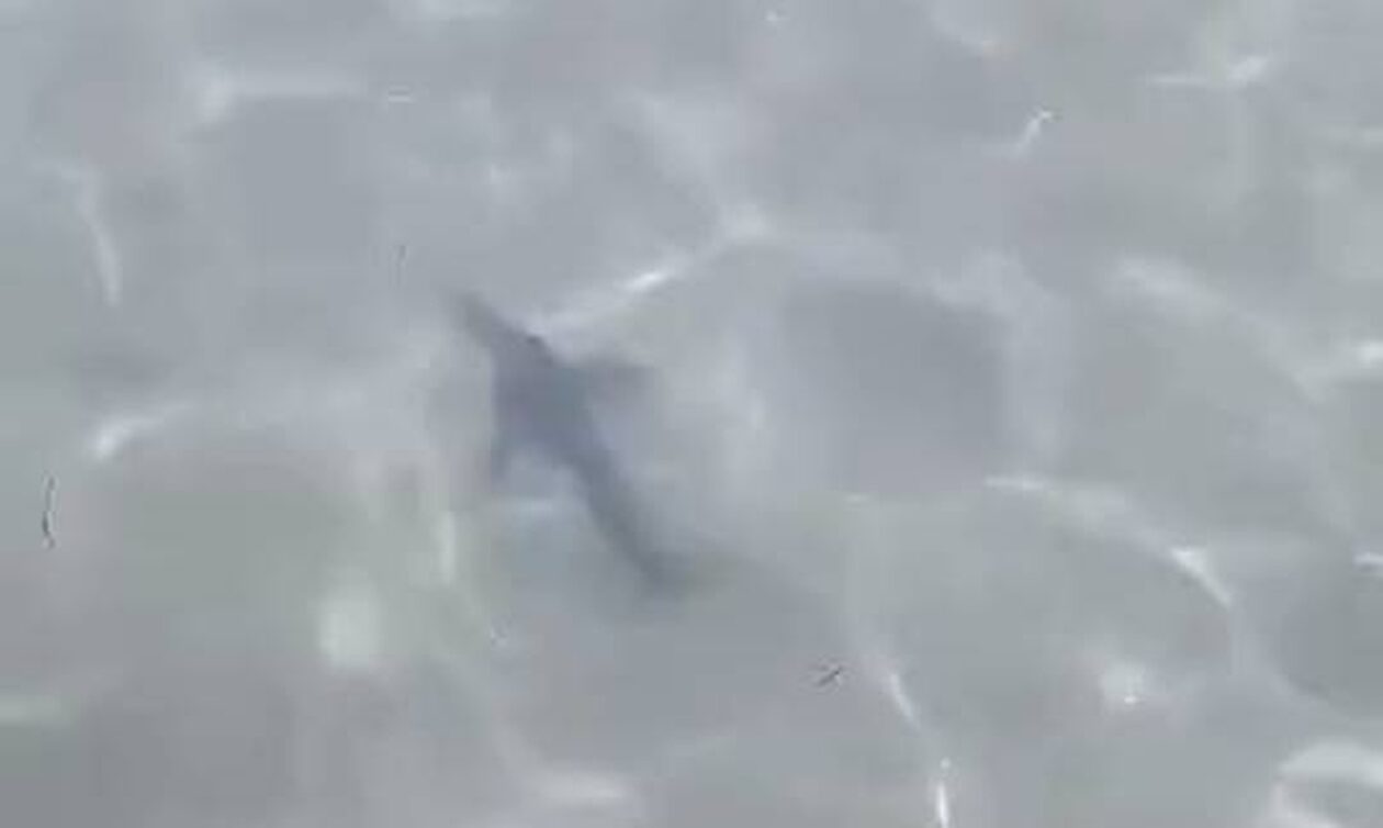 Καρχαρίας «κόβει» βόλτες σε παραλία της Σαλαμίνας – Δείτε βίντεο