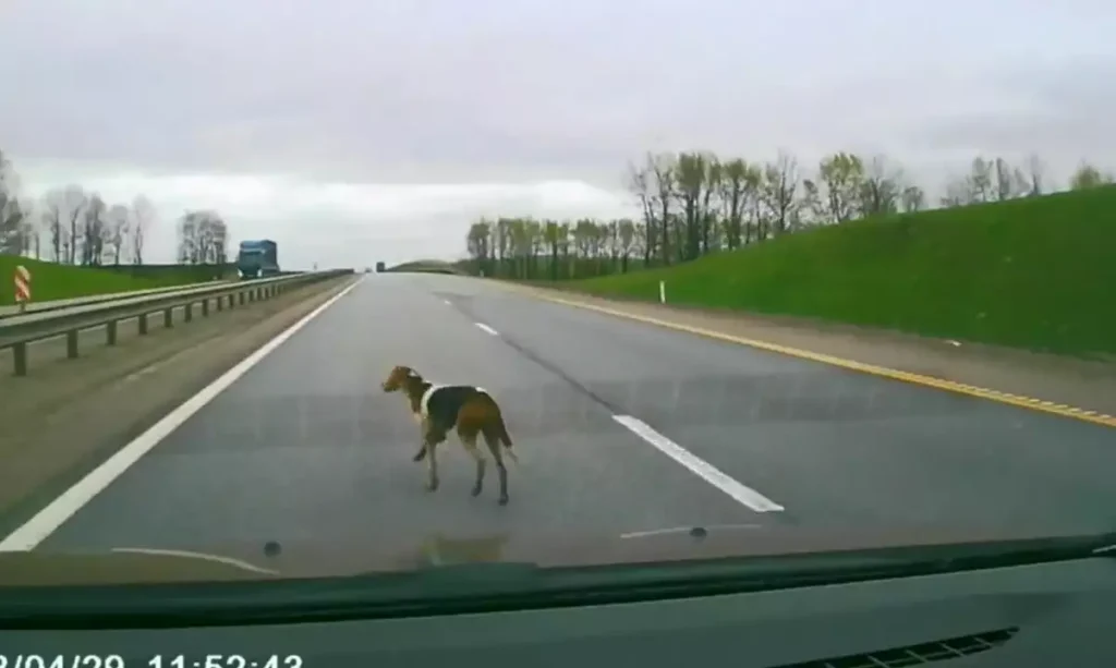 Απίστευτο: Πήγε να σώσει έναν σκύλο και προκάλεσε καραμπόλα – Δείτε το βίντεο