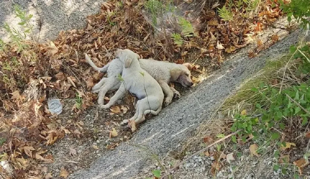 Χαλκιδική: Πέταξαν κουταβάκια στον δρόμο και τα πάτησαν αυτοκίνητα – Βρέθηκαν μέσα σε τσουβάλι