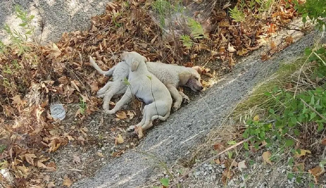 Χαλκιδική: Πέταξαν κουταβάκια στον δρόμο και τα πάτησαν αυτοκίνητα – Βρέθηκαν μέσα σε τσουβάλι