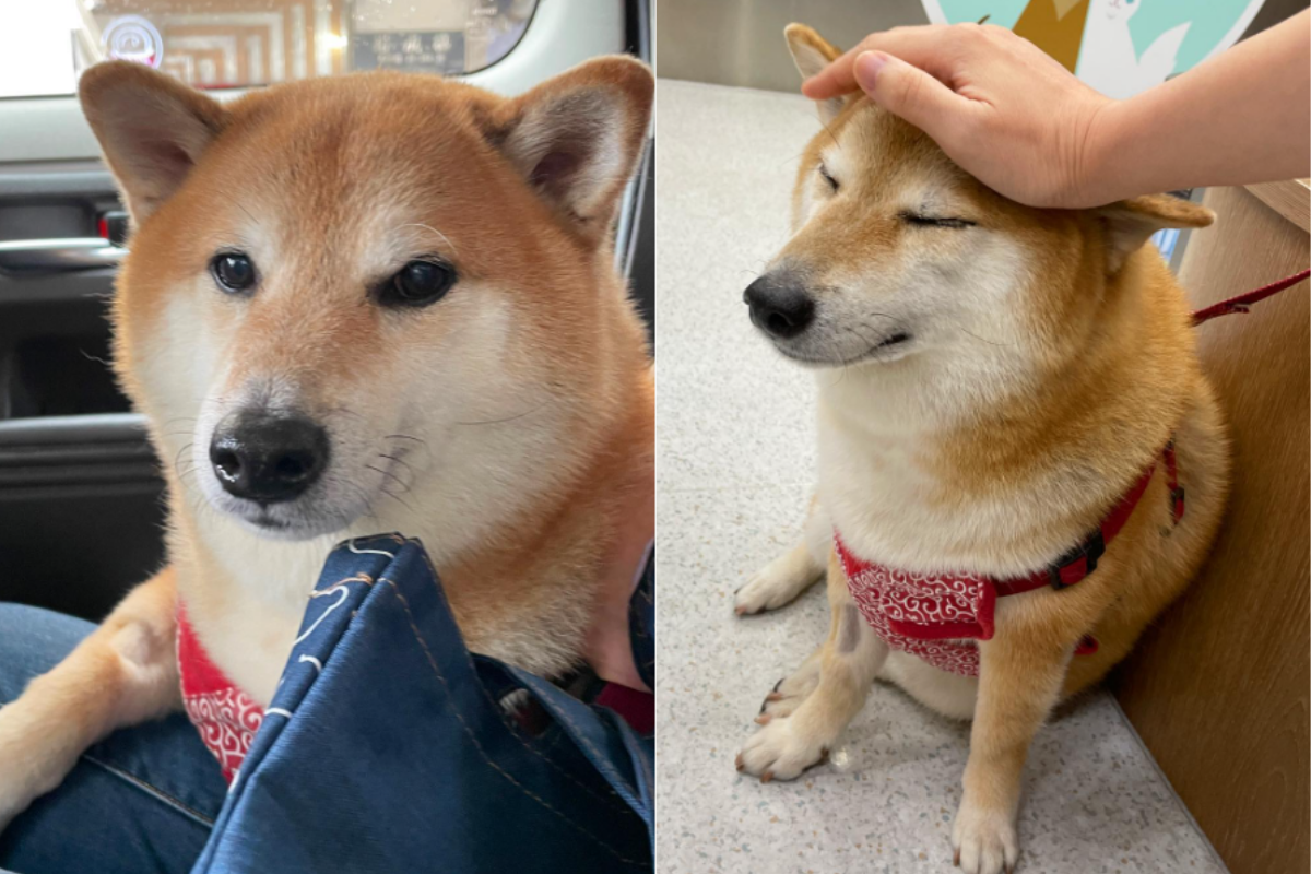 Cheems Balltze: Πέθανε κατά τη διάρκεια χειρουργείου ο σκύλος που ενέπνευσε… άπειρα memes (φωτό)