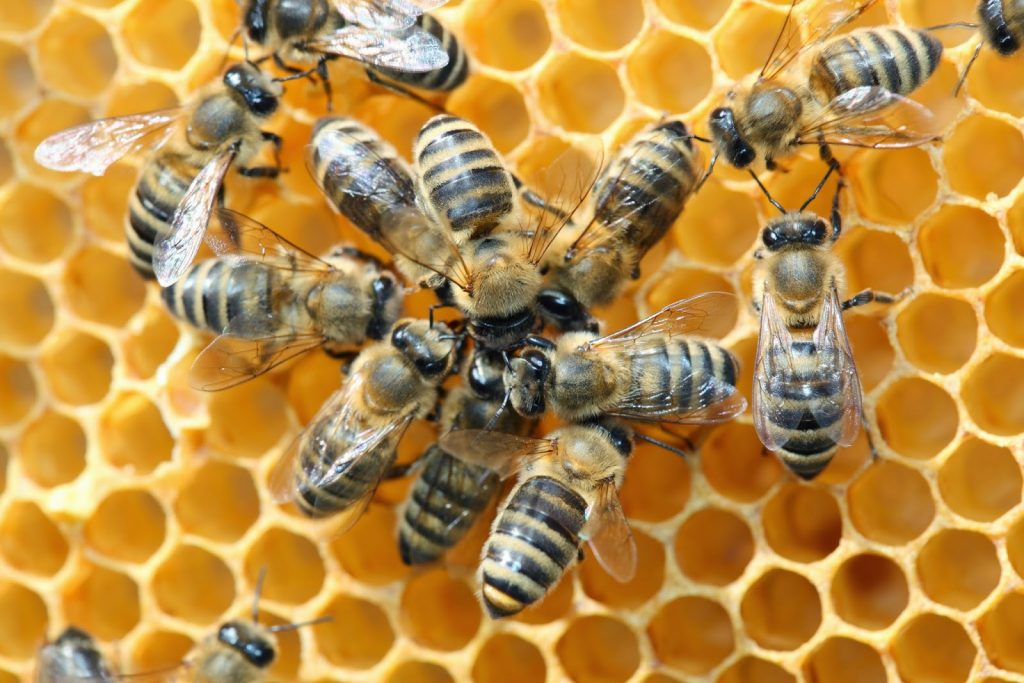 Χαλκίδα: 12χρονος υπέστη αλλεργικό σοκ όταν του επιτέθηκε σμήνος μελισσών