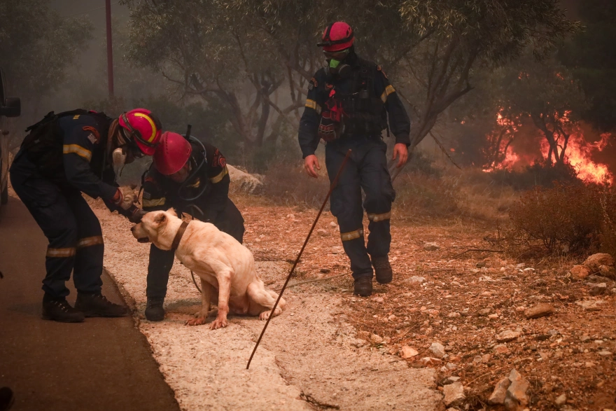 Φωτιά στη Φυλή: Συγκινητικές εικόνες από τις επιχειρήσεις διάσωσης ζώων
