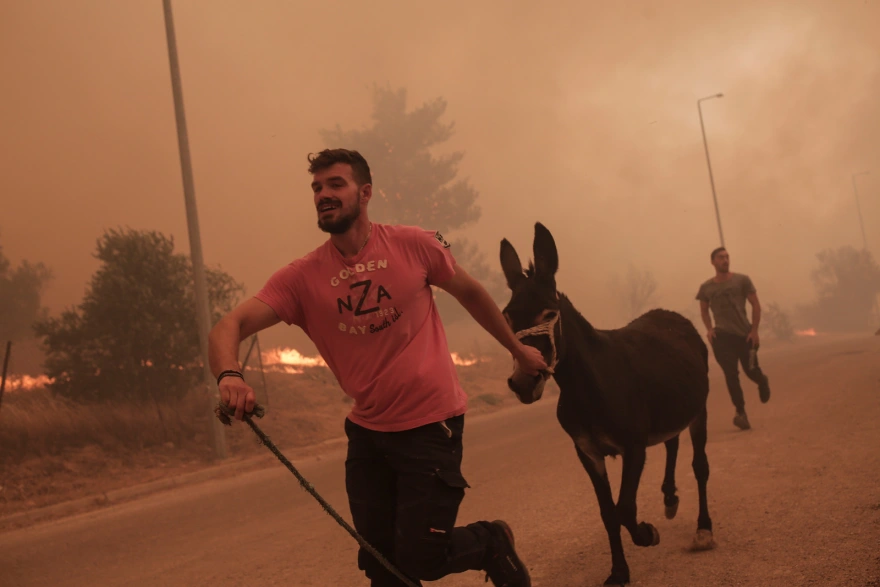 Φωτιά στη Φυλή: Κάτοικος ρίχνεται στις φλόγες και σώζει ζώα – Δείτε φωτογραφίες