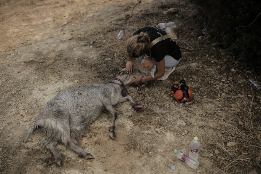 Φωτιά στο Μενίδι: Εθελοντές ρίχνονται στη μάχη με τις φλόγες και σώζουν ζώα – Δείτε φωτογραφίες