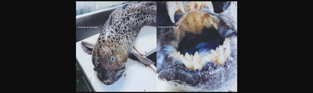 Ρωσία: Το πιο τρομακτικό ψάρι που ξεβράστηκε ποτέ (βίντεο)