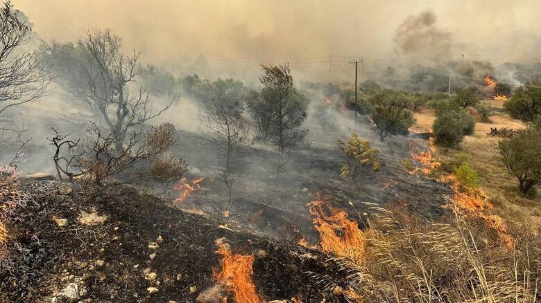 Φυλή: Εθελοντές έσωσαν γάτο μέσα στα καμένα – Βρέθηκε με σοβαρά εγκαύματα σε όλο του το σώμα