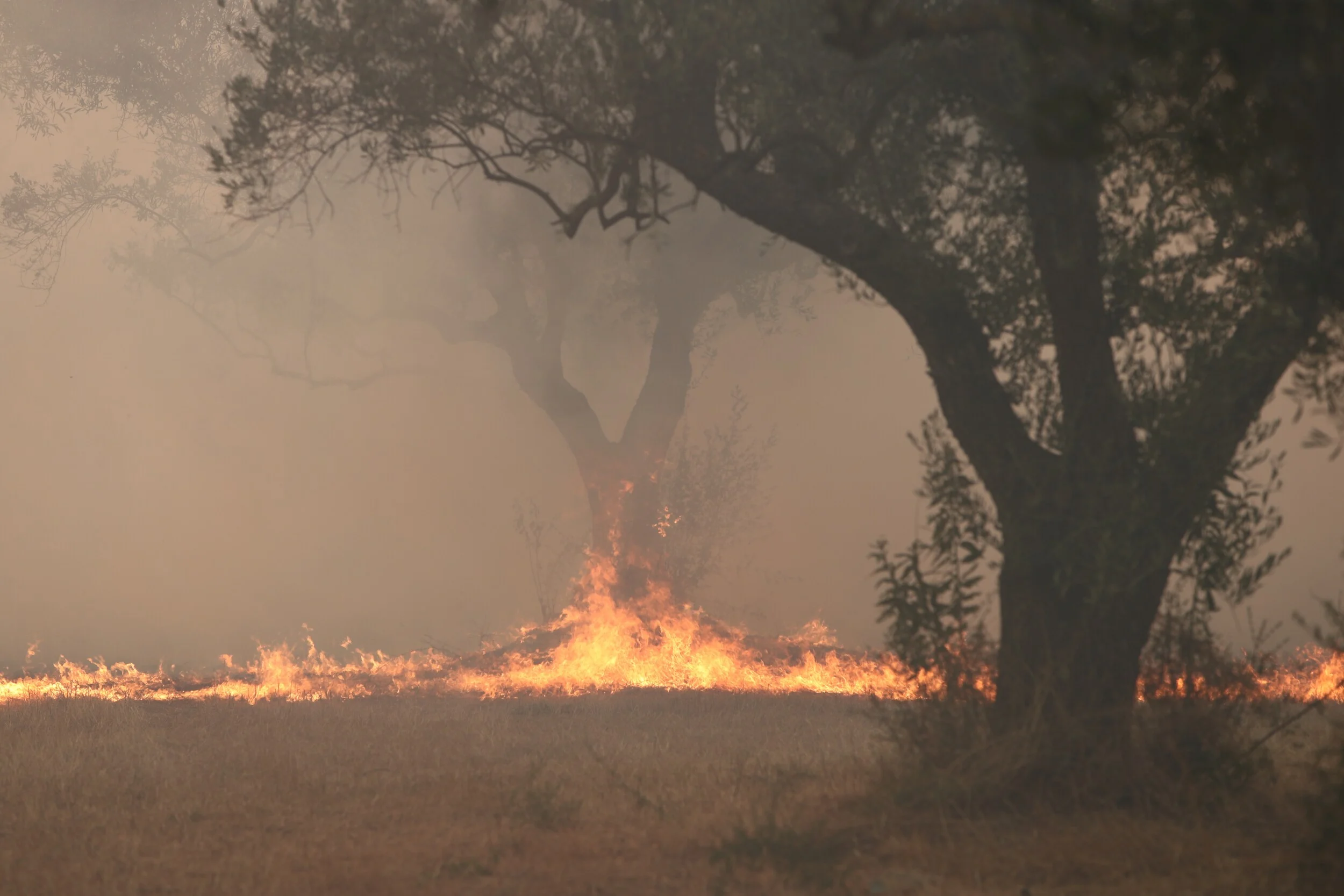 Ανεξέλεγκτη η φωτιά στον Έβρο: Νέο «112» για εκκένωση της Λεπτοκαρυάς προς Σάπες