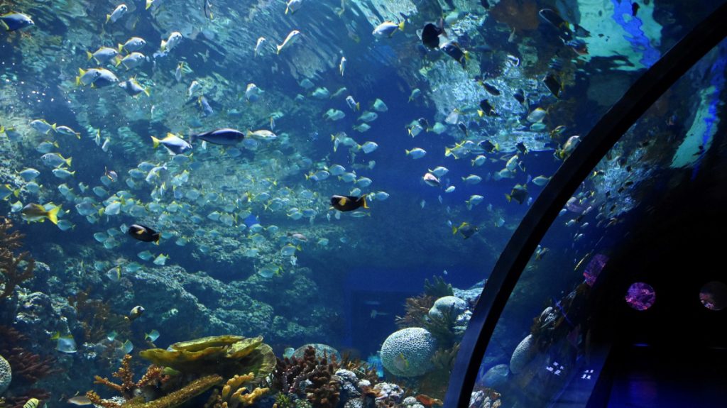 Αυτό είναι το πιο αηδιαστικό ψάρι στον κόσμο – Έχει ανθρώπινα δόντια (βίντεο)