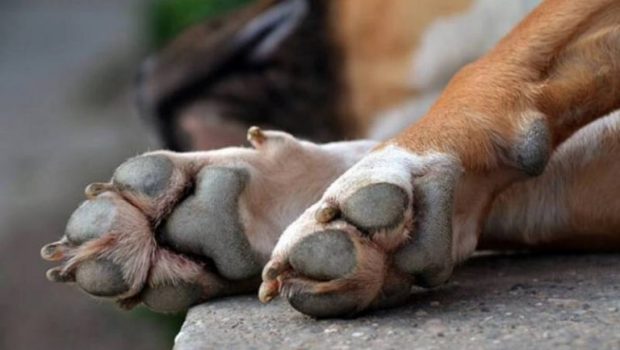 Ερύμανθος: Συνελήφθη γυναίκα που κρατούσε στην αυλή της 60 σκύλους