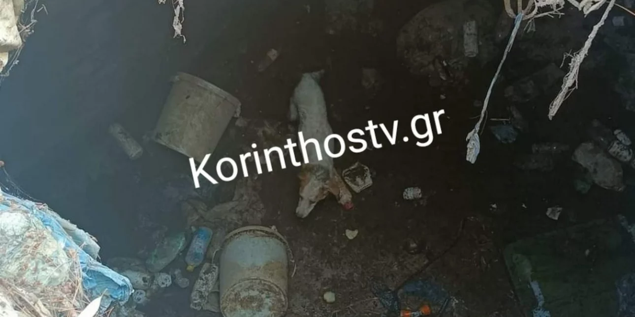 Νεμέα: Επιχείρηση διάσωσης σκύλου που έπεσε σε φρεάτιο από την Πυροσβεστική