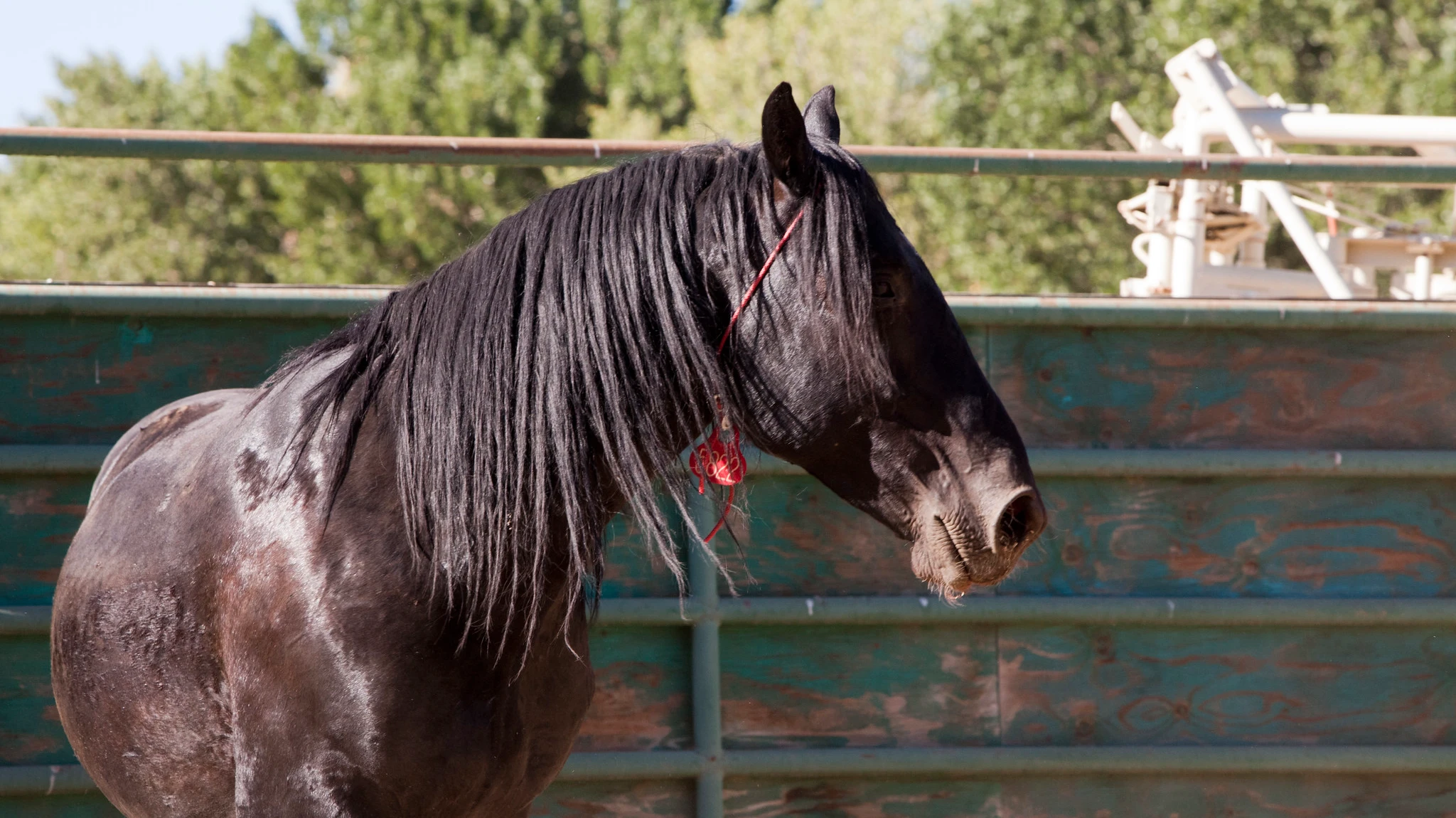 Αλλοδαπός προσπάθησε να βιάσει φοράδα: Της έδεσε τα πόδια και όρμησε από πίσω της!
