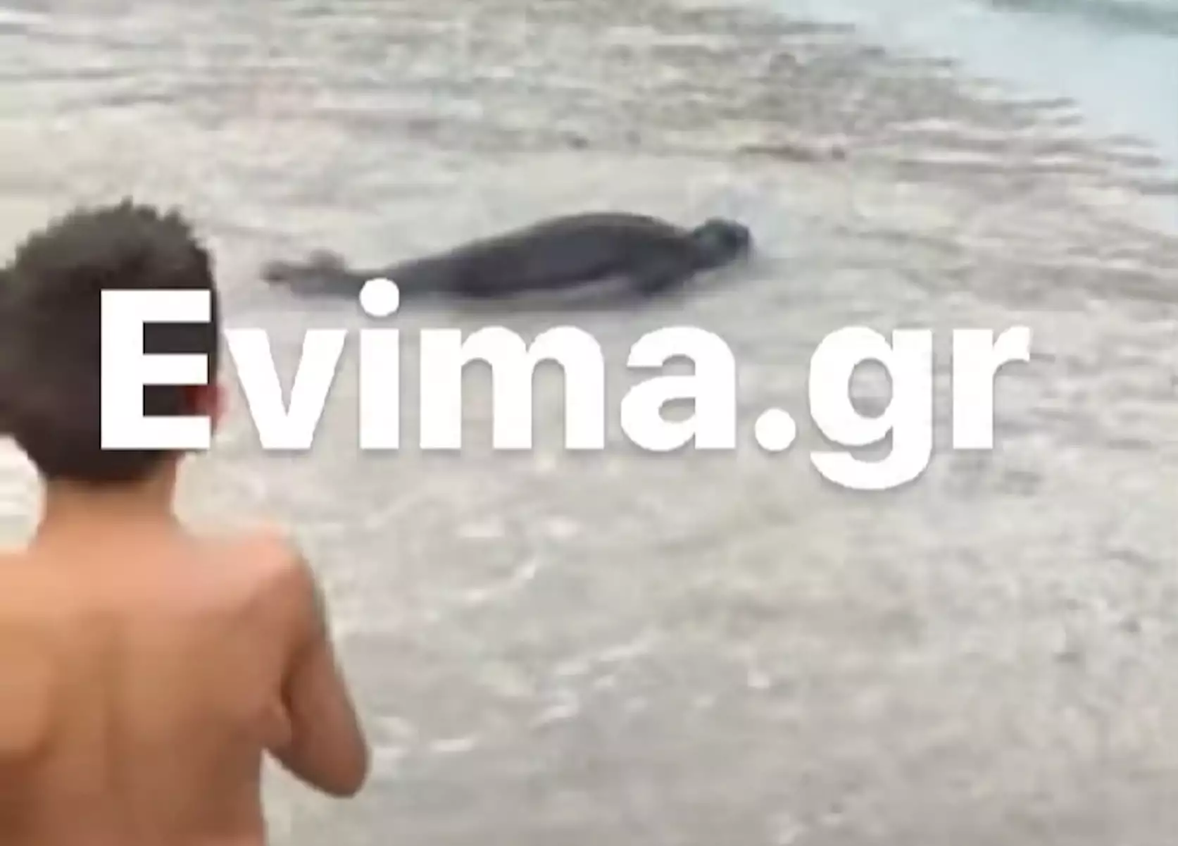 Εύβοια: Φώκια εμφανίστηκε σε παραλία και έγινε viral (βίντεο)