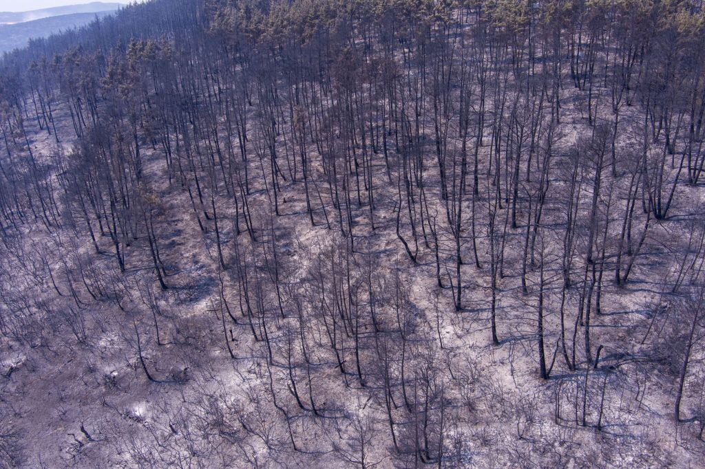Το τέλος των δένδρων στον Έβρο: Η μεγαλύτερη πυρκαγιά της Ευρώπης από το 1957 κατέστρεψε 735.000 στρέμματα δάσους!