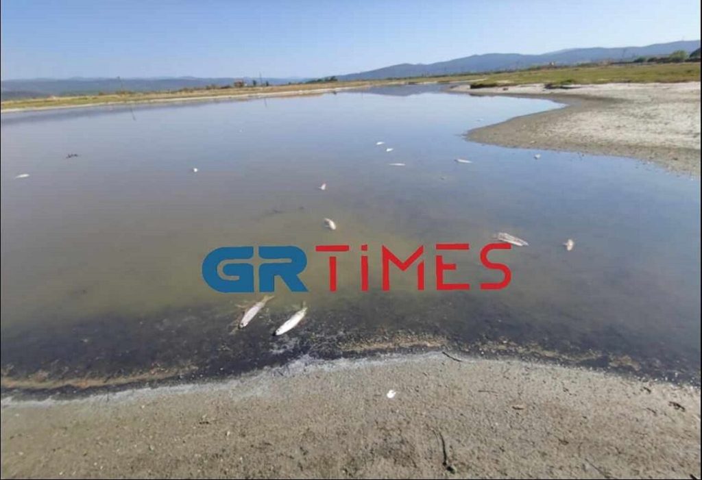 Χαλκιδική: Εκατοντάδες νεκρά ψάρια ξεβράζονται σε λιμνοθάλασσα στα Ψακούδια (φώτο)