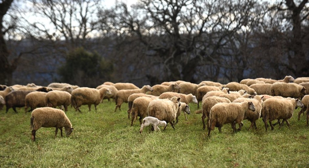Αλεξανδρούπολη: Οι κτηνοτρόφοι βρίσκονται σε απόγνωση – «Μετράμε πάνω από 4.000 καμένα αιγοπρόβατα»