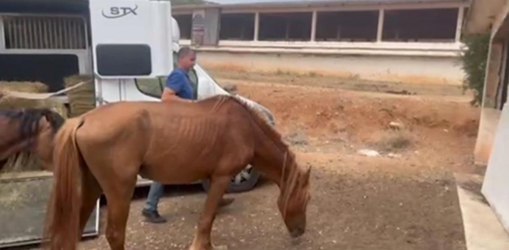 Κορωπί: 110 εγκαταλελειμμένα άλογα βρίσκονται σε στάβλο – Κατεβαίνουν στον οικιστικό ιστό για τροφή