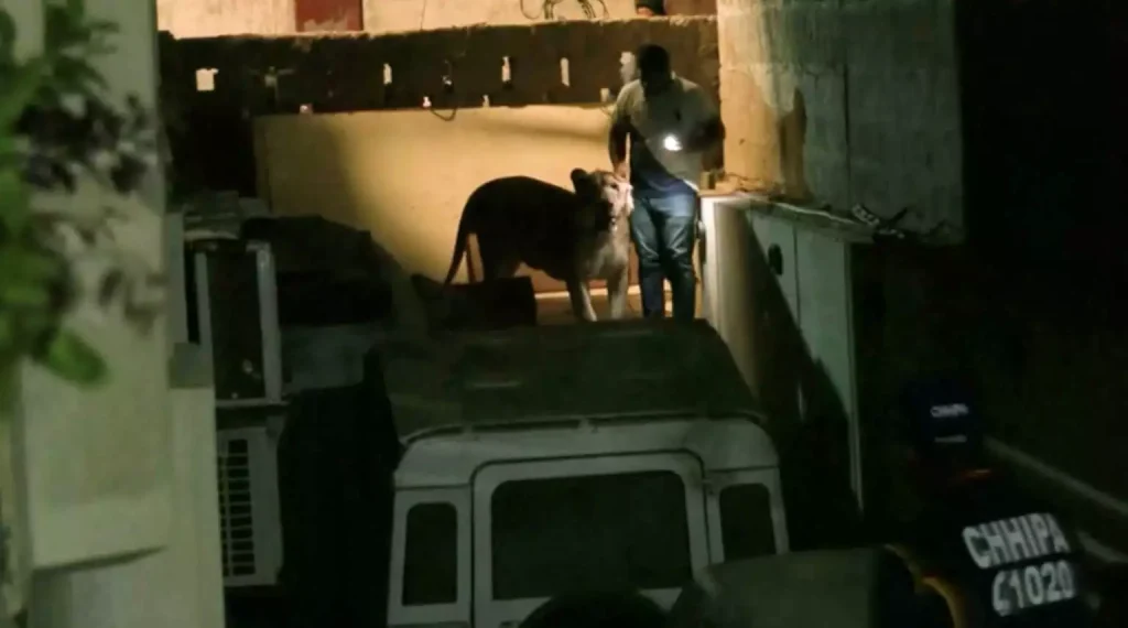 Λιοντάρι το έσκασε από αυτοκίνητο και «έκοβε» βόλτες στη μεγαλύτερη πόλη του Πακιστάν (βίντεο)