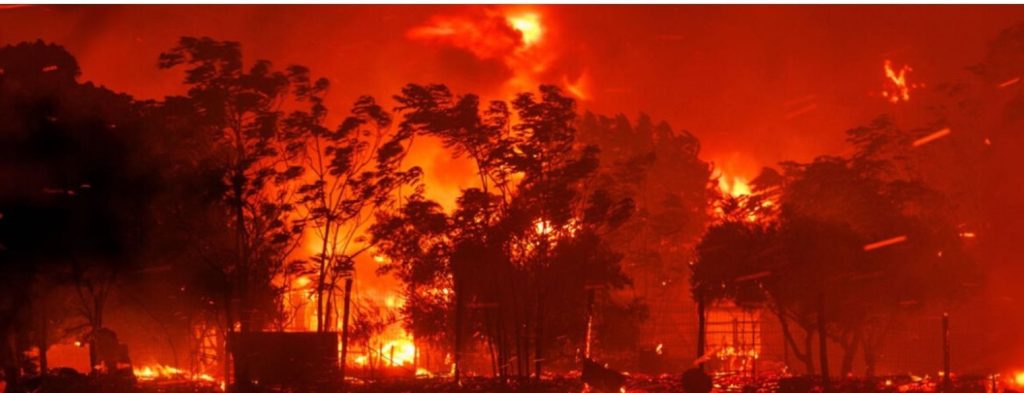 Έβρος: Δείτε εικόνες από το πριν και το μετά της μεγάλης φωτιάς στο δάσος της Δαδιάς (φώτο)