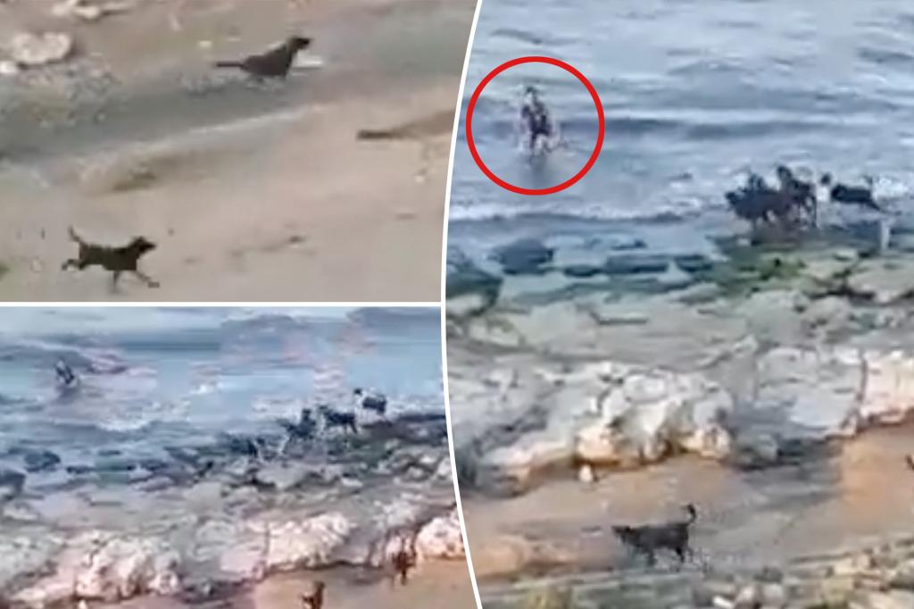 Ρωσία: H τρομακτική στιγμή που αγέλη άγριων σκύλων κυνηγά αγοράκι σε παραλία (βίντεο)
