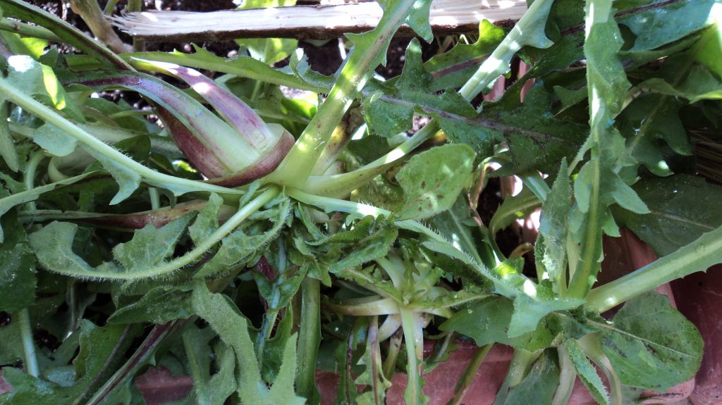 Ραδίκια: Γιατί είναι υπερπολύτιμα για την υγεία μας