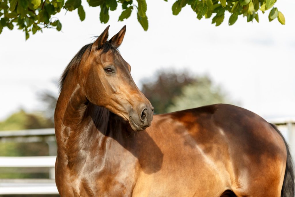 Ακράτα: Στη ΜΕΘ 59χρονος που έπεσε από άλογο