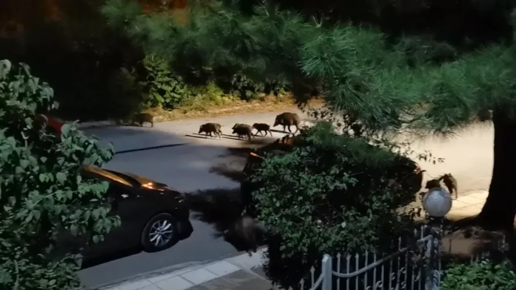 Θεσσαλονίκη: Κοπάδι 20 αγριογούρουνων και αλεπού «κόβουν» βόλτες στα ανατολικά της πόλης