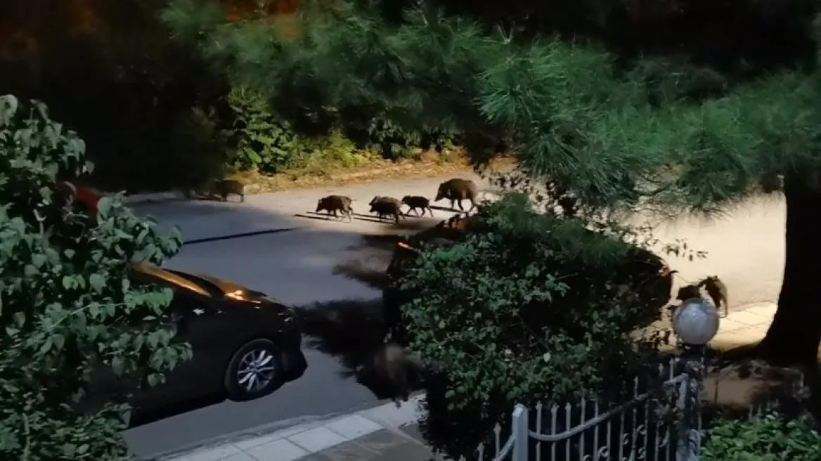 Θεσσαλονίκη: Κοπάδι 20 αγριογούρουνων και αλεπού «κόβουν» βόλτες στα ανατολικά της πόλης