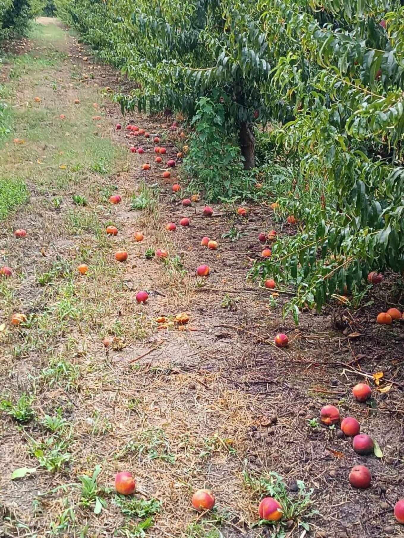 Τρομακτικές οι καταστροφές στο Βελβεντό Κοζάνης λίγο πριν την συγκομιδή
