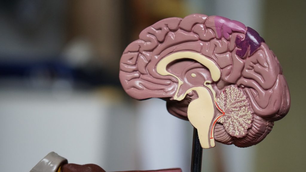 Αλτσχάιμερ: Αυτή είναι η ορμόνη που διασπά την πλάκα στον εγκέφαλο