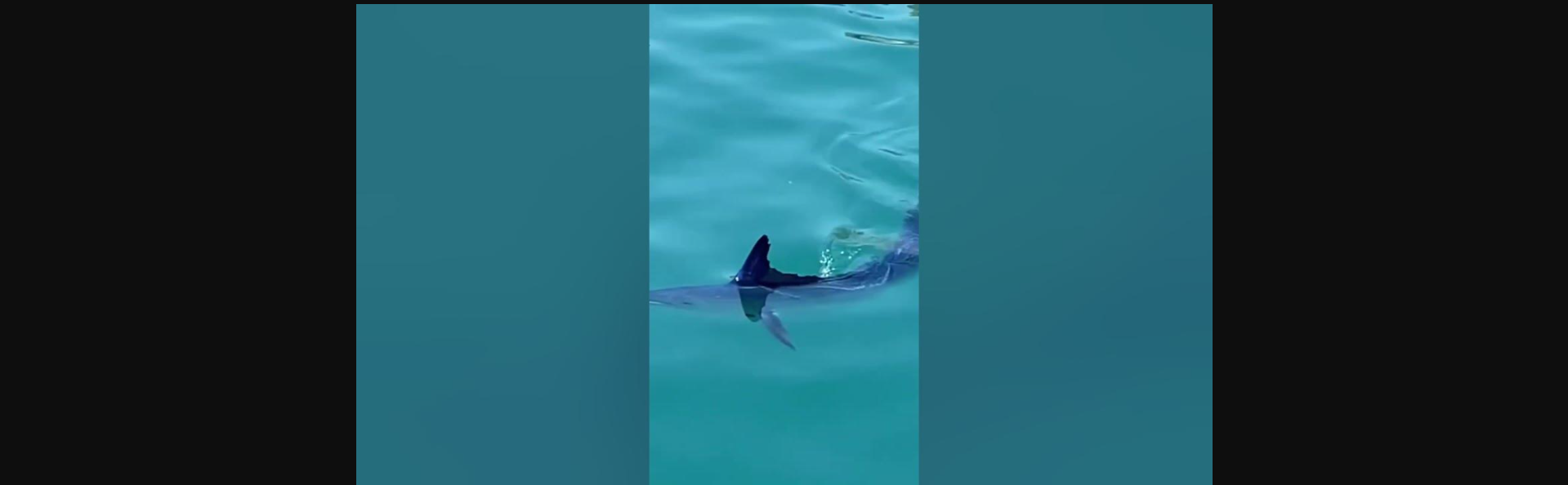 Μπλε βασιλική ζαργάνα εντυπωσίασε μικρούς και μεγάλους σε παραλία του Ναυπλίου (βίντεο)