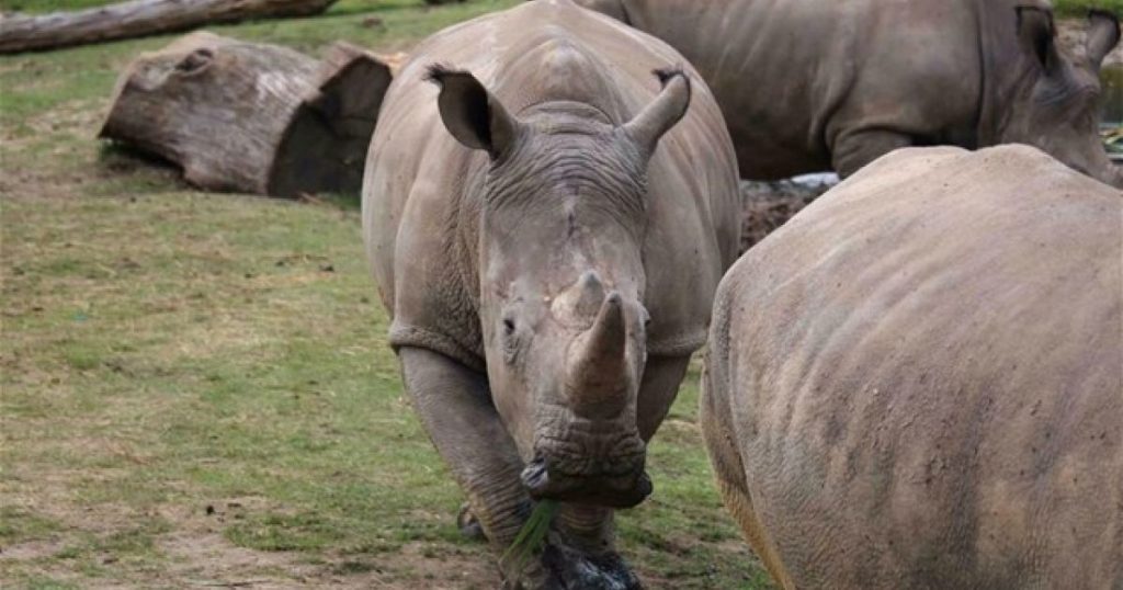Τρόμος σε ζωολογικό κήπο στην Αυστρία: Ρινόκερος επιτέθηκε και σκότωσε 33χρονη υπάλληλο