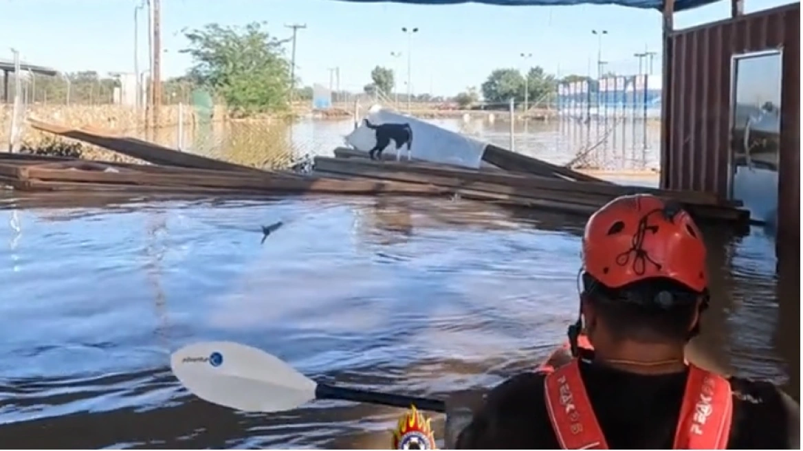 Η στιγμή που πυροσβέστες σώζουν σκυλάκι από πλημμυρισμένη επιχείρηση στη Θεσσαλία (βίντεο)