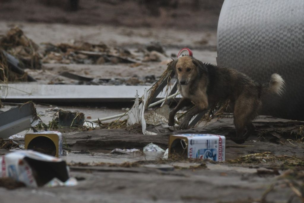 Θεσσαλία: Τα σκυλιά ξεκίνησαν να τρέφονται με νεκρά ζώα (βίντεο)