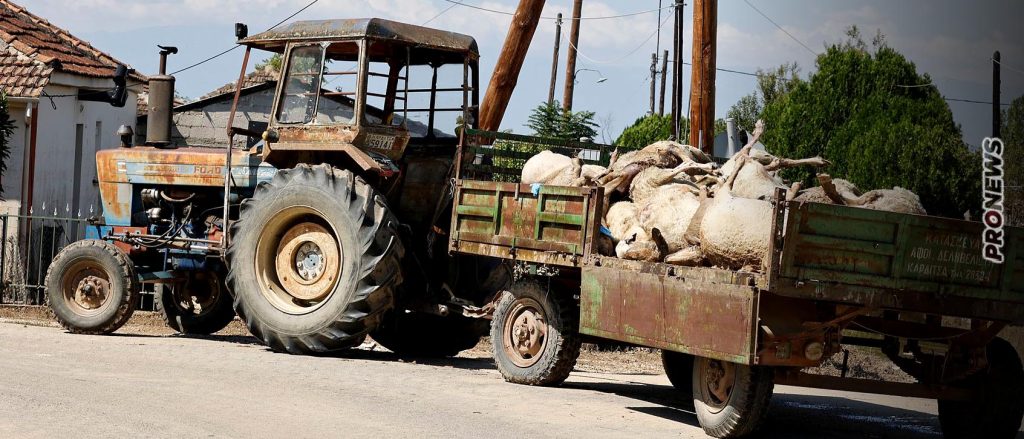 «Τάφος» η Θεσσαλία: 52.000 κουφάρια παραμένουν στις λάσπες – Κάτοικοι τα στοιβάζουν σε καρότσες – «Θα τα πετάξουμε στη Βουλή»