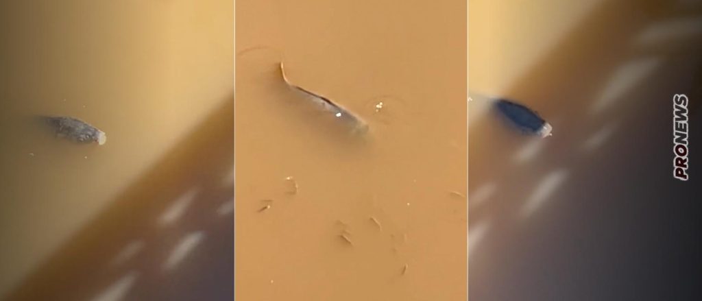 Το είδαμε κι αυτό: Τα ψάρια βγήκαν στη στεριά και κολυμπούν στο κέντρο της Λάρισας! (βίντεο)