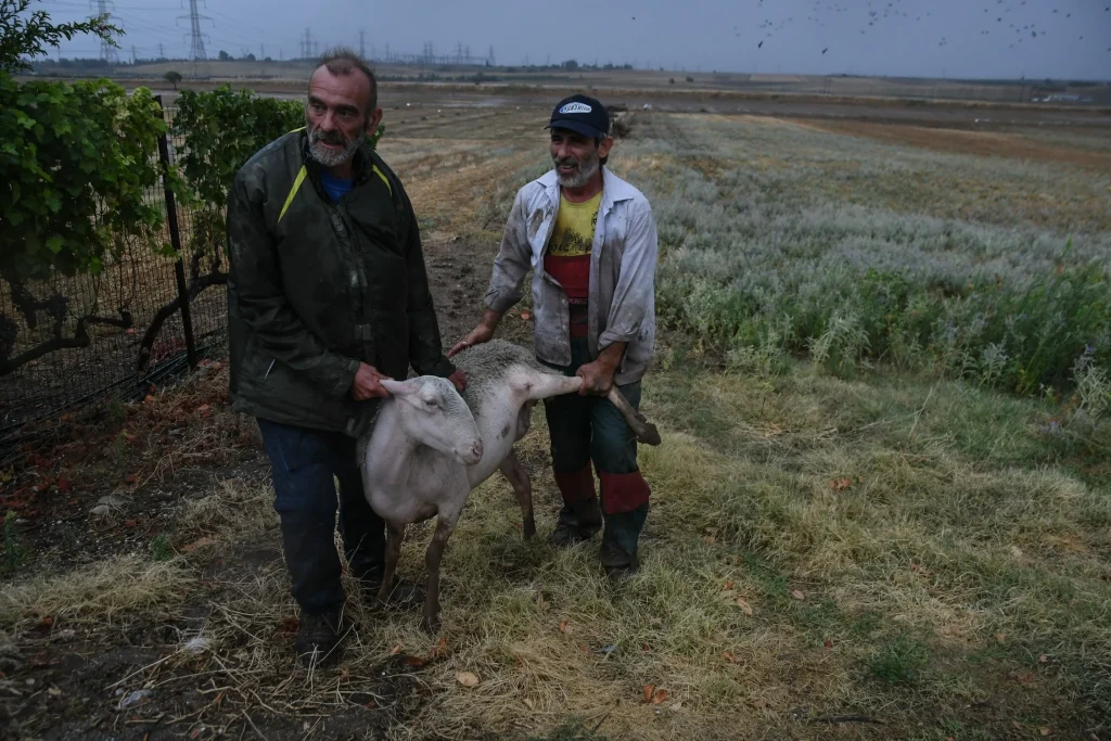 Ανυπολόγιστες καταστροφές στα Τρίκαλα: «Μόνο το 20% των ζώων μπορεί να επιστρέψει στην παραγωγή»