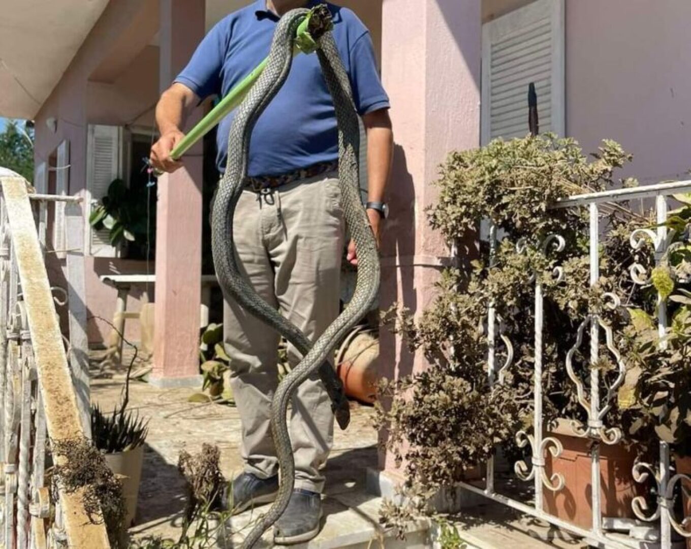 Φίδι 2,5 μέτρων βγήκε μέσα από τα νερά στον Παλαμά (φωτό)