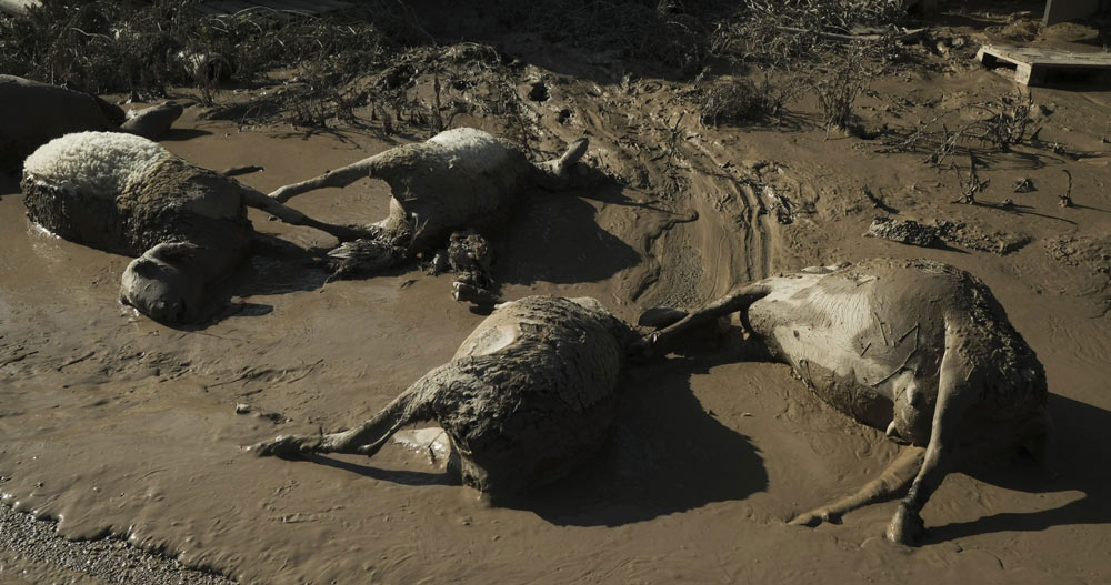 Η απόλυτη διάλυση: Έβαλαν τον Στρατό να μαζεύει τα ψοφίμια από τον κάμπο! – Πόσο πιο χαμηλά;