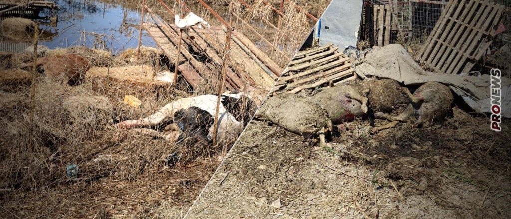 Γιατί κινδυνεύει και η υπόλοιπη Ελλάδα από την υγειονομική «βόμβα» στη Θεσσαλία – Νεκρά ζώα παντού και αφόρητη δυσοσμία