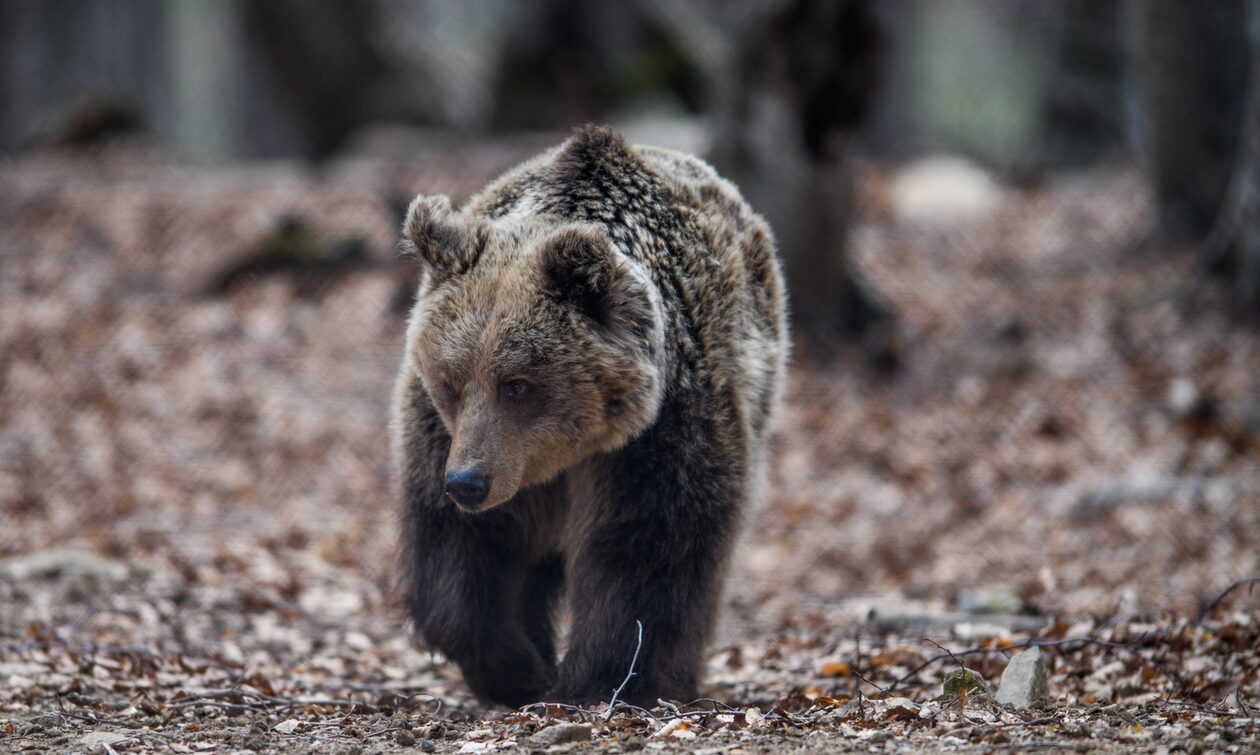 Αλάσκα: Η στιγμή που μια αρκούδα και ένας λύκος επιτίθονται σε ένα ελάφι (βίντεο)